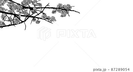 モノクロ線画のシックな桜の木の枝のイラスト素材 8754