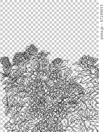 紫陽花の繊細な線画イラストのイラスト素材 8755