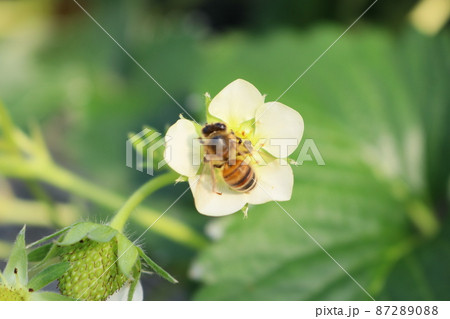 いちごの花の受粉作業を人のかわりにしているみつばちたち 87289088