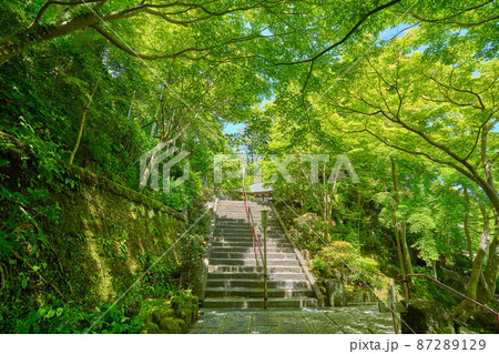 神奈川県鎌倉市長谷寺の地蔵堂に通じる階段の新緑 87289129