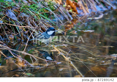 シジュウカラ 87289142