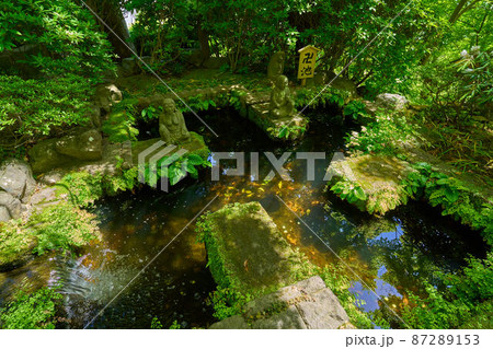 神奈川県鎌倉市長谷寺の卍池と新緑 87289153