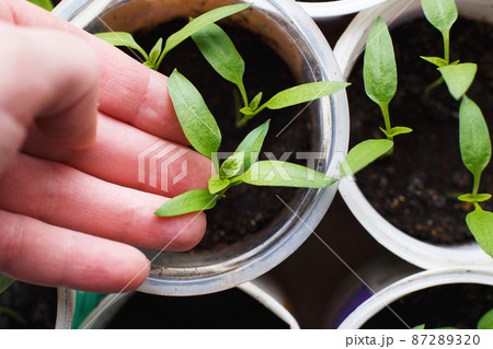 female hand holding tomato seedlings growing on windowsill of the house female hand holding tomato seedlings growing on windowsill of the house 87289320