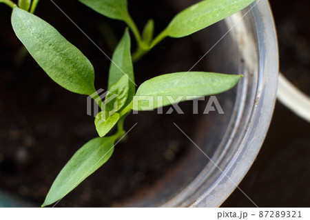 tomato seedlings growing on windowsill of the house tomato seedlings growing on windowsill of the house 87289321