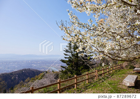 4月(春) 城山公園(守山城跡)からの風景と白木蓮 富山県高岡市 4月(春) 城山公園(守山城跡)からの風景と白木蓮 富山県高岡市 87289672