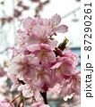 雨の日の桜の花が密集 87290261