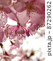 透き通る桜の花弁から雨のしずくが落ちそう 87290262