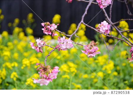 河津桜と菜の花 河津桜と菜の花 87290538