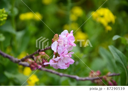河津桜と菜の花 河津桜と菜の花 87290539