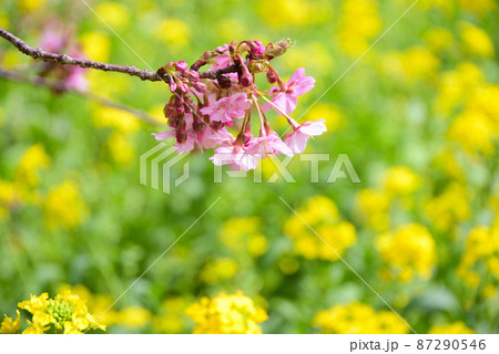 河津桜と菜の花 河津桜と菜の花 87290546