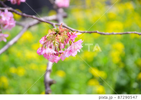 河津桜と菜の花 河津桜と菜の花 87290547