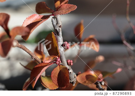 ボケの黄葉した葉と花芽 ボケの黄葉した葉と花芽 87290893
