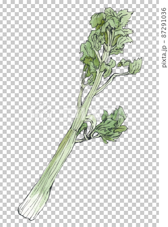 セロリのイラスト 透明水彩 手描き セロリのイラスト 透明水彩 手描き 87291036