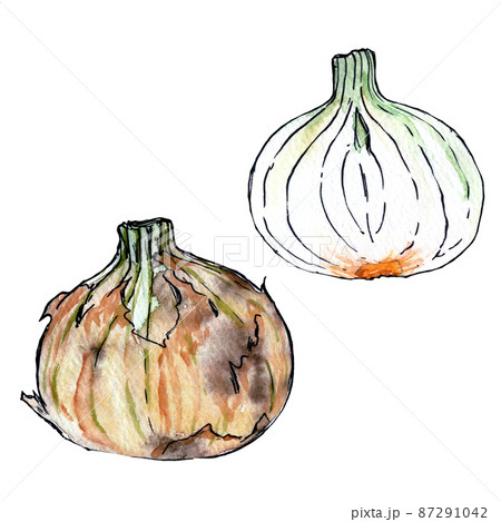 新玉ねぎのイラスト シンプル 透明水彩 手描きのイラスト素材