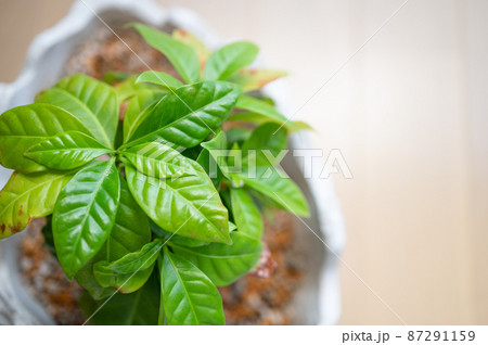 コーヒーの木のマクロ撮影|部屋の観葉植物 コーヒーの木のマクロ撮影|部屋の観葉植物 87291159