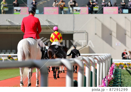 阪神競馬場のパドックと競走馬 87291299