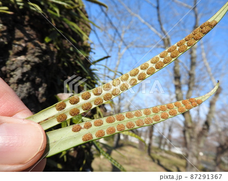 桜の樹皮に着生したノキシノブ（軒忍）：葉裏に並んだ胞子嚢 87291367