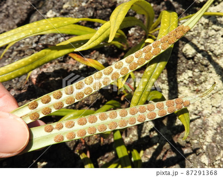 桜の樹皮に着生したノキシノブ（軒忍）：葉裏に並んだ胞子嚢 87291368