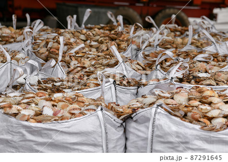Bags with empty scallop shell for processing Zero waste Bags with empty scallop shell for processing Zero waste 87291645