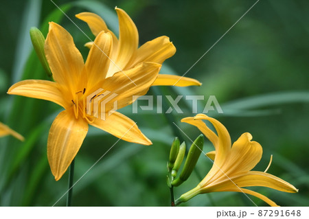 月の光に浮び咲く 87291648