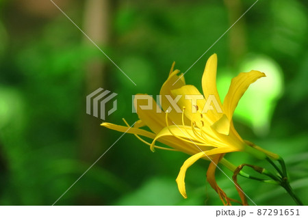 月の光に浮び咲く 87291651