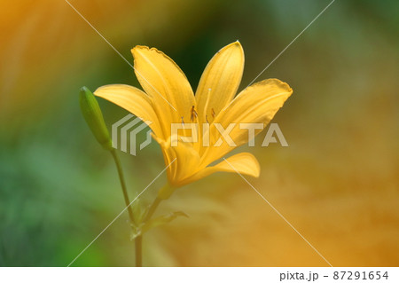 月の光に浮び咲く 月の光に浮び咲く 87291654