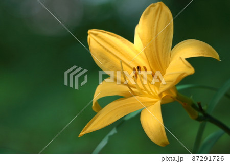 月の光に浮び咲く 87291726