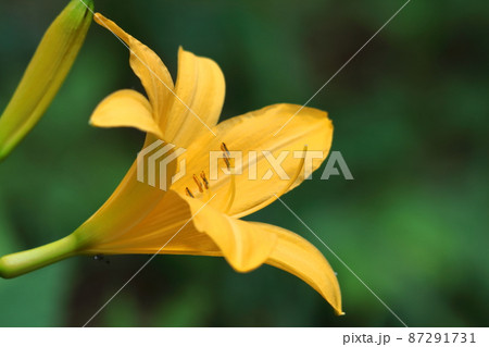 月の光に浮び咲く 月の光に浮び咲く 87291731