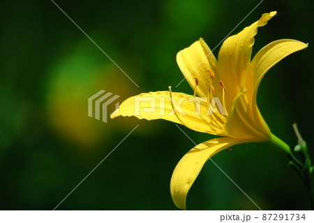 月の光に浮び咲く 87291734