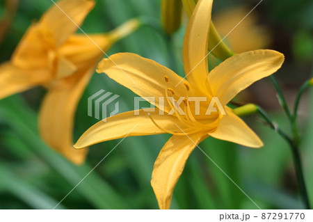 月の光に浮び咲く 月の光に浮び咲く 87291770