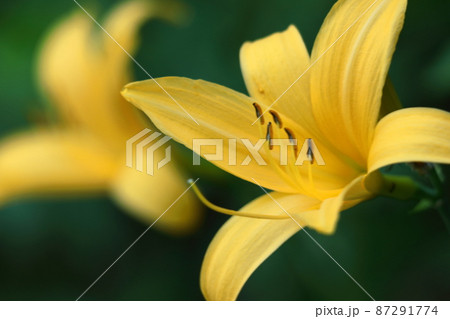 月の光に浮び咲く 月の光に浮び咲く 87291774