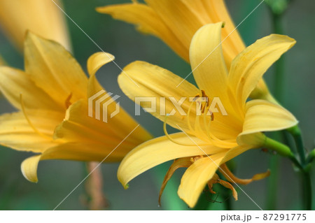 月の光に浮び咲く 月の光に浮び咲く 87291775