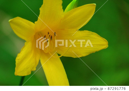 月の光に浮び咲く 月の光に浮び咲く 87291776