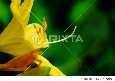 月の光に浮び咲く 月の光に浮び咲く 87291909