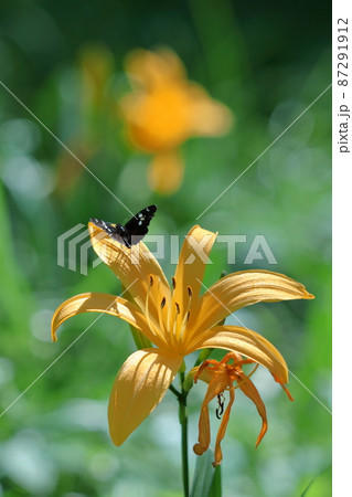 月の光に浮び咲く 月の光に浮び咲く 87291912