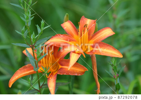 恋忘れ草 87292078