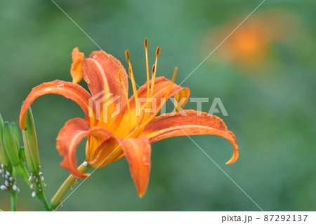 恋忘れ草 恋忘れ草 87292137