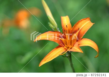 恋忘れ草 87292141