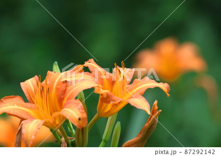 恋忘れ草 87292142