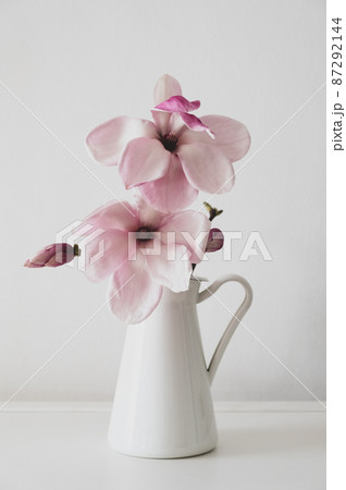 Magnolia flower in bloom against white background. Magnolia flower in bloom against white background. 87292144