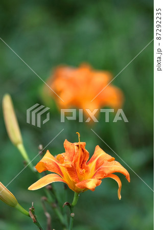 恋忘れ草 恋忘れ草 87292235