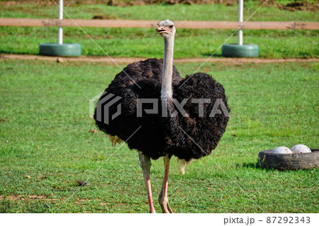 Ostrich on the green lawn Ostrich on the green lawn 87292343