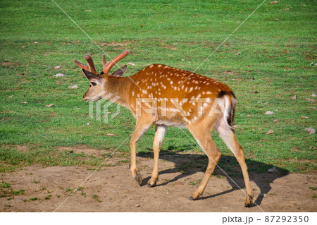 Deer walk on a green lawn at a private zoo in Khabarovsk, Russia. 87292350