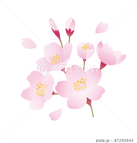 桜 花びら 桜吹雪のイラスト素材