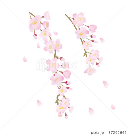 桜 春 しだれ桜のイラスト素材