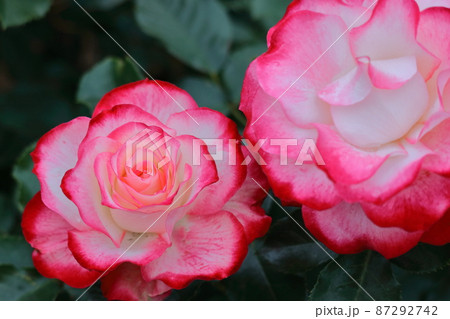 花の女王 花の女王 87292742