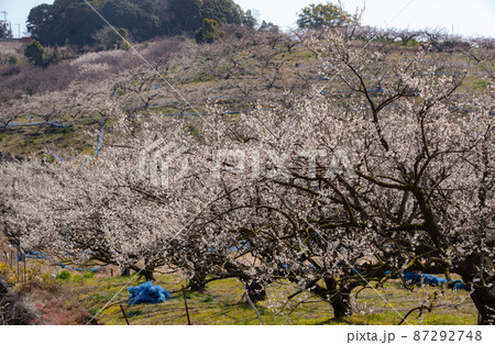 みなべ町の春 和歌山県日高郡みなべ町 みなべ町の春 和歌山県日高郡みなべ町 87292748