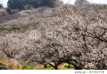 みなべ町の春　和歌山県日高郡みなべ町 87292749