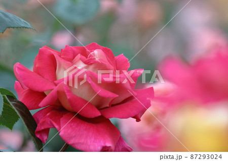 花の女王 花の女王 87293024