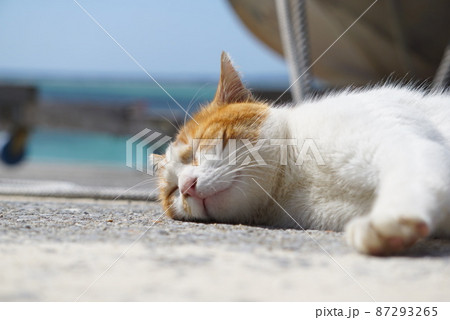 おやすみ猫 87293265